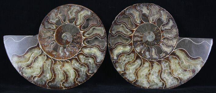 Cut/Polished Ammonite Pair - Agatized #37272